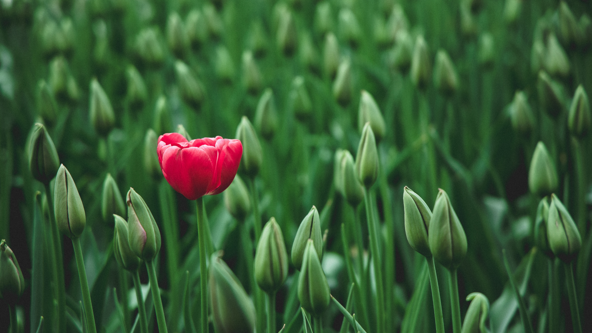 The Power of Being Different