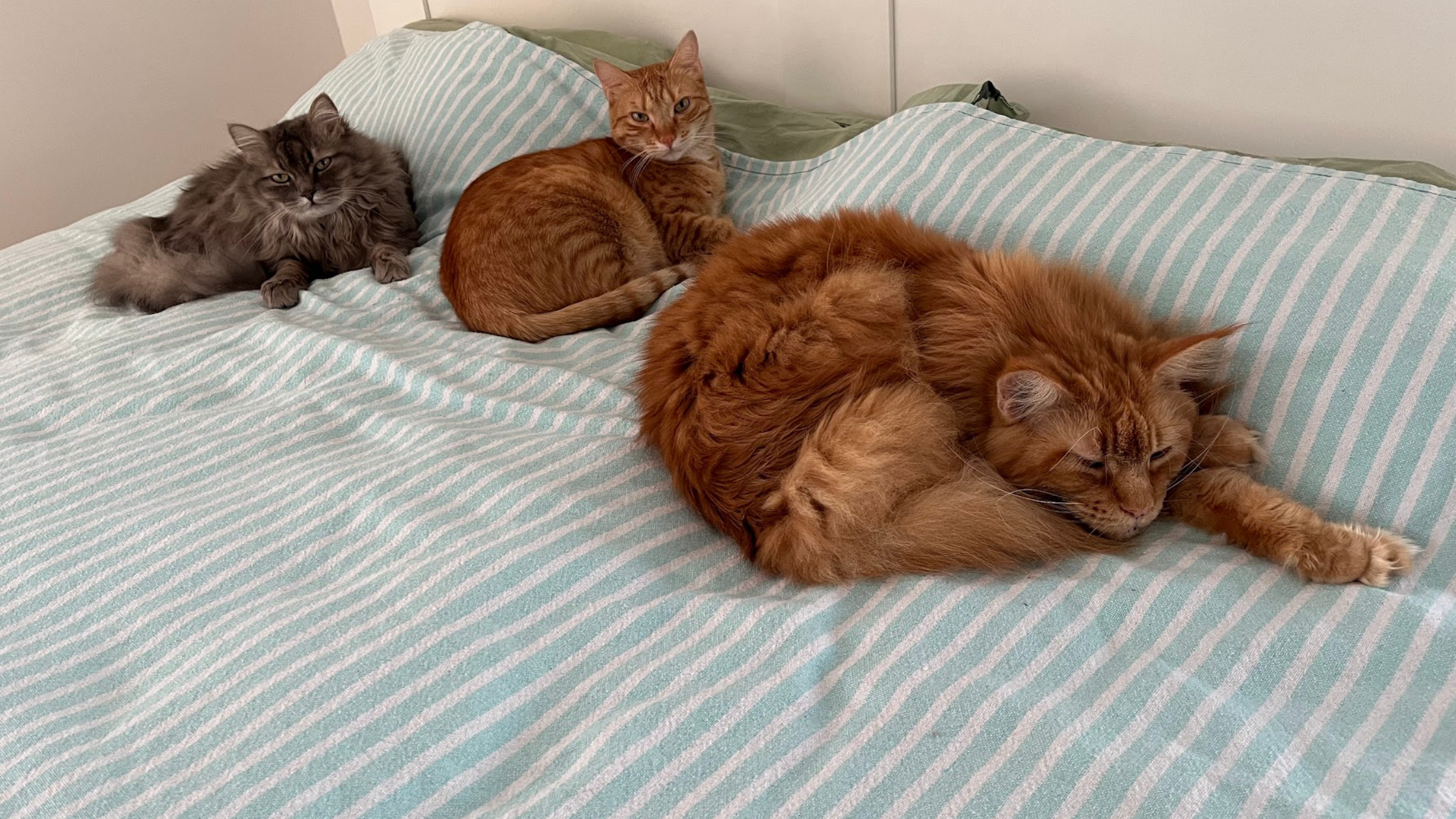 Cats: More Than Pets, They’re Family