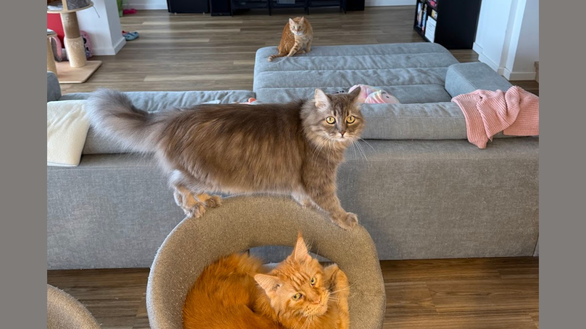 People Want My Cats to “Go Outside.” I Prefer They Stay Alive.