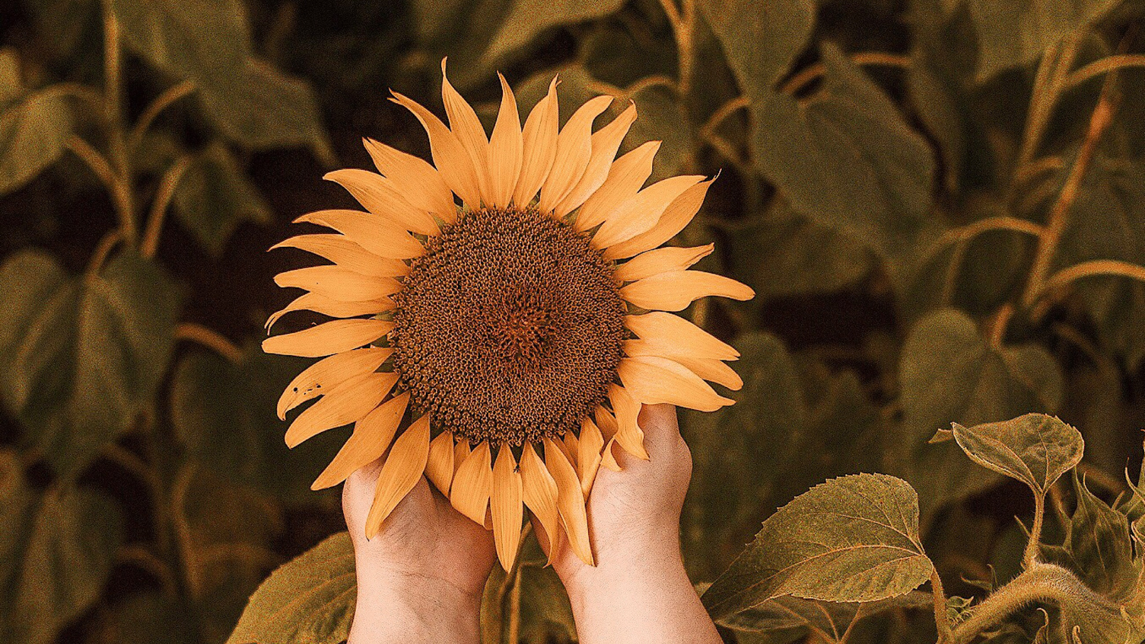 Person Holding Sunflower